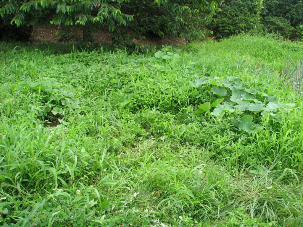 雑草駆除には熱湯が効く！？ 注文住宅、木の家をつくる工務店【ザイソウハウス】愛知・名古屋近郊エリア